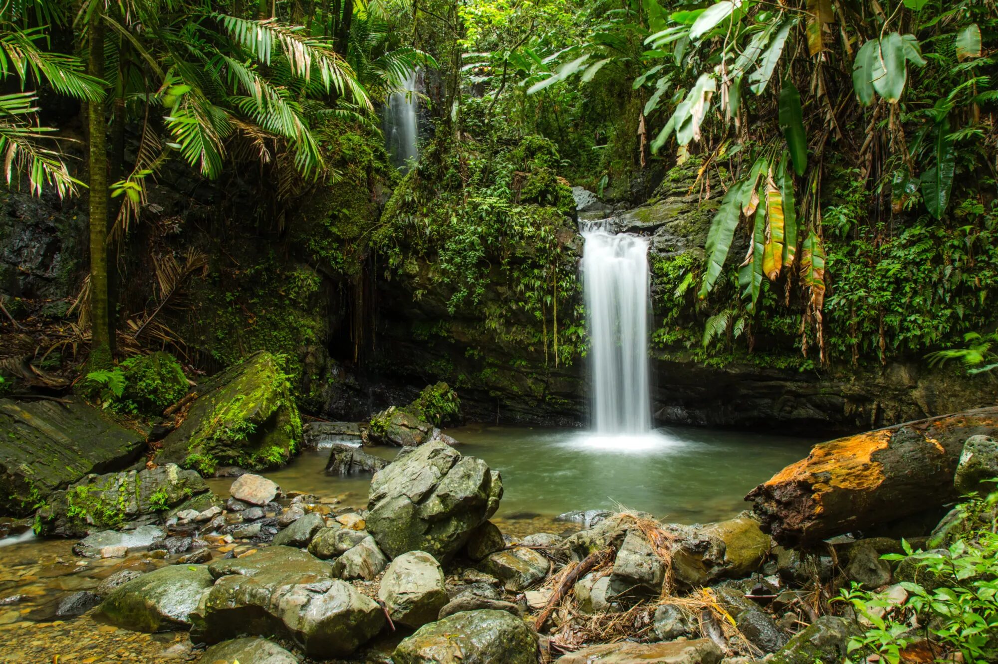 A rainforest waterfall pouring into a quiet pool surrounded by palms and mossy boulders