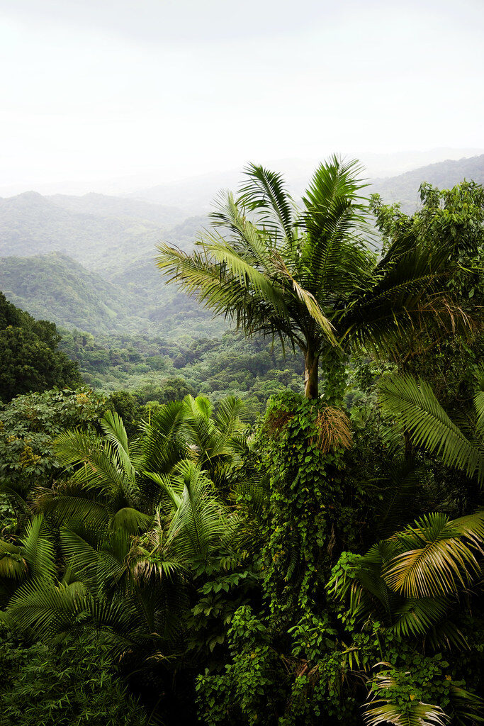 Misty rainforest valley with sierra palms