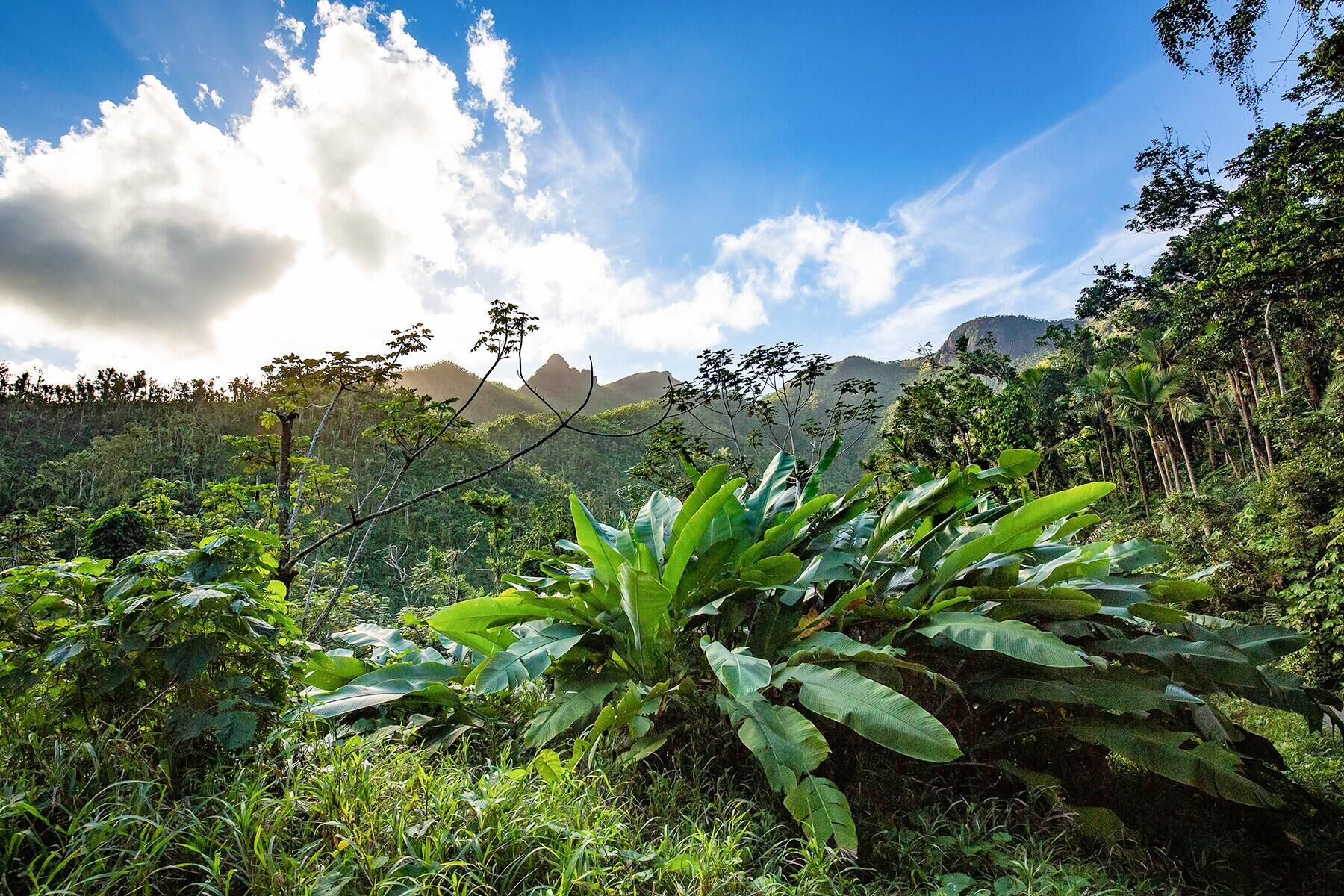 Sunlit rainforest mountains with wild banana plants in the foreground